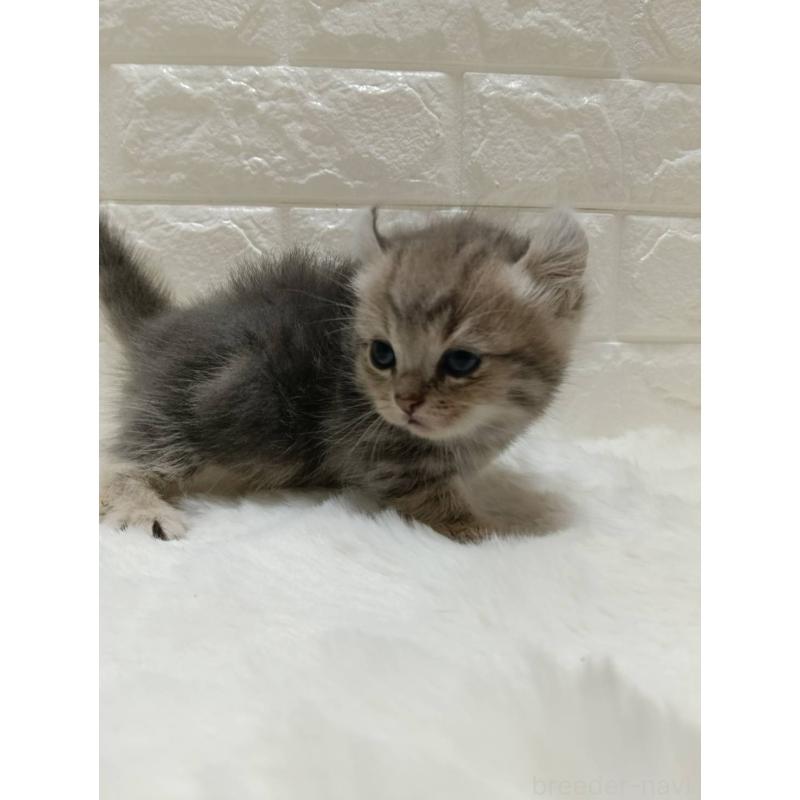 販売中の静岡県のキンカロー-130642の2枚目