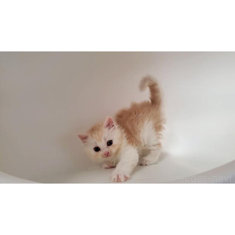 販売中の大阪府のミヌエット-130644の11枚目