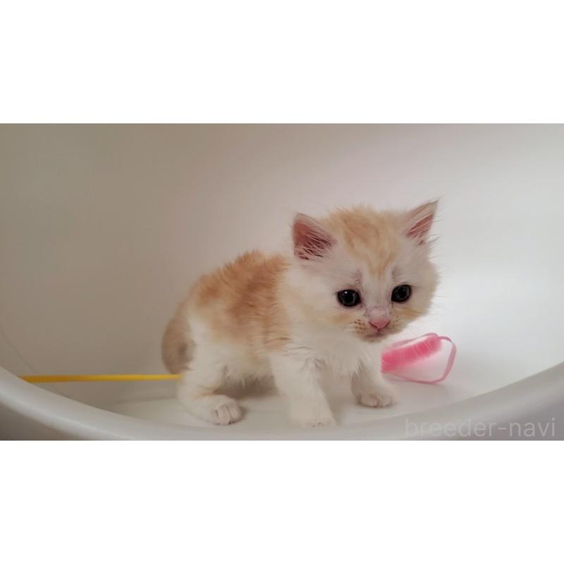 販売中の大阪府のミヌエット-130644の10枚目