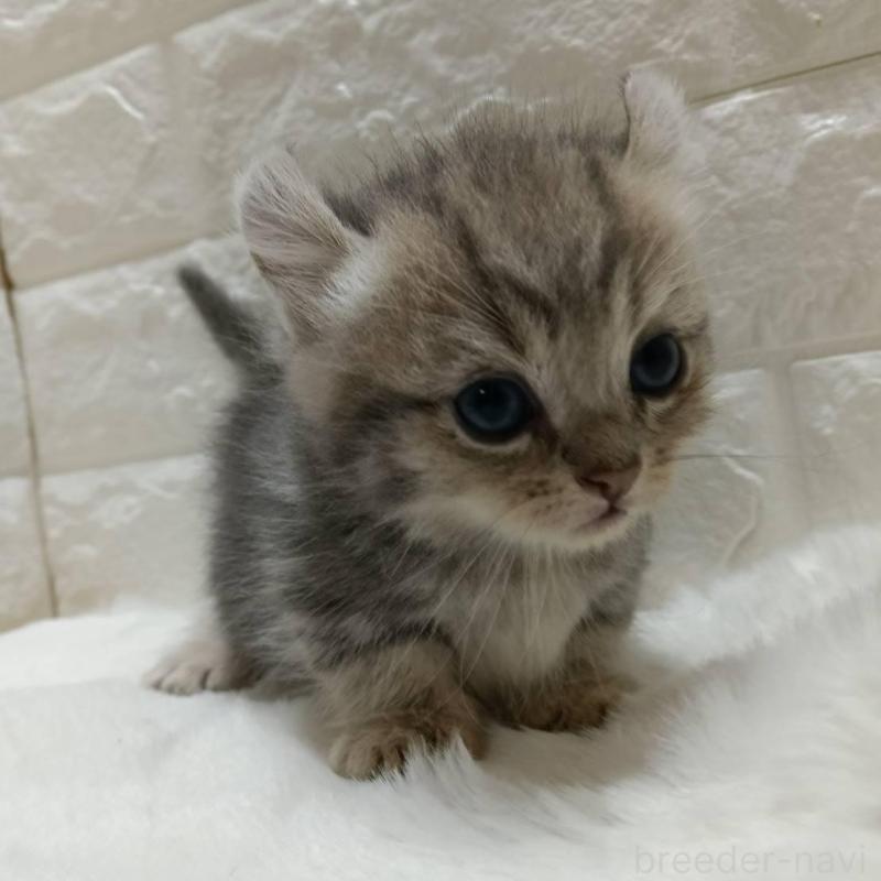 販売中の静岡県のキンカロー-130642