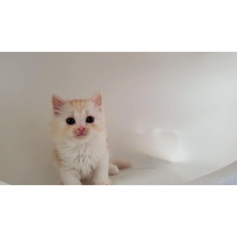 販売中の大阪府のミヌエット-130644の9枚目