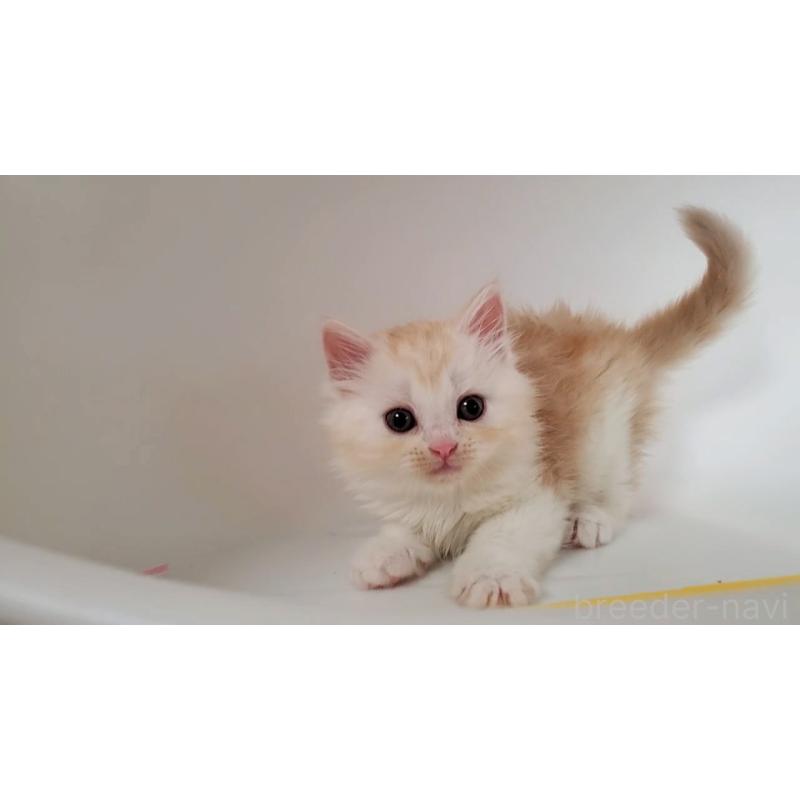 販売中の大阪府のミヌエット-130644の8枚目