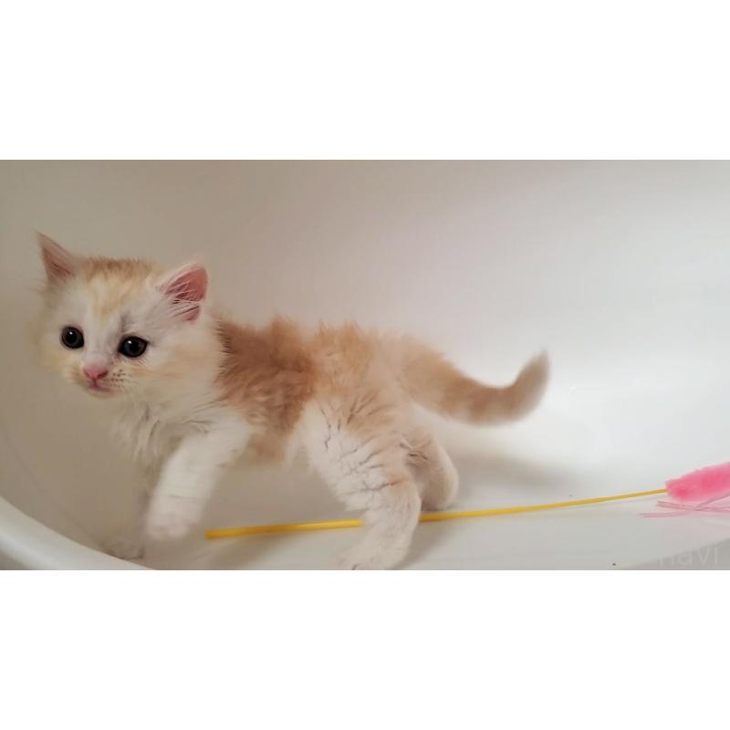 販売中の大阪府のミヌエット-130644の7枚目