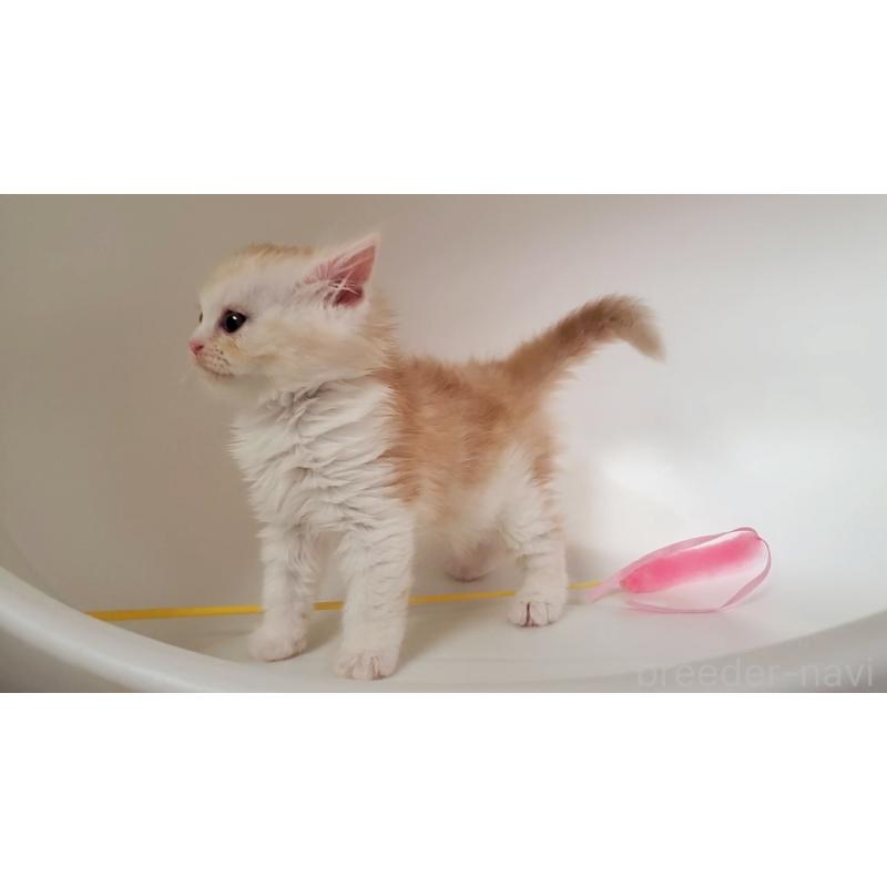 販売中の大阪府のミヌエット-130644の6枚目