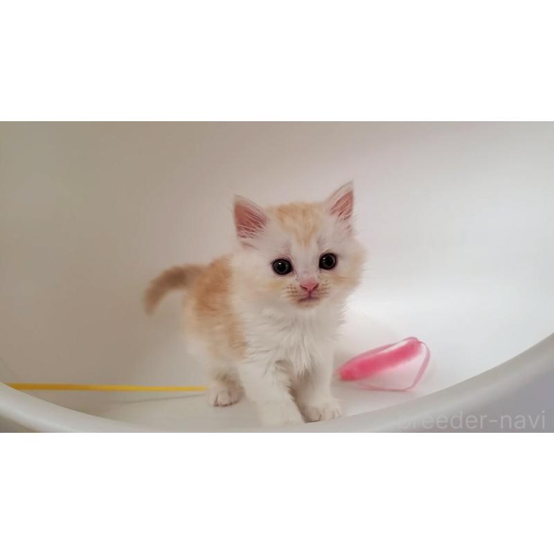 販売中の大阪府のミヌエット-130644の5枚目