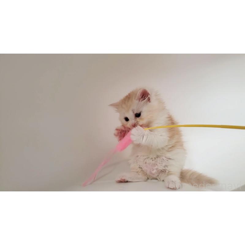 販売中の大阪府のミヌエット-130644の4枚目