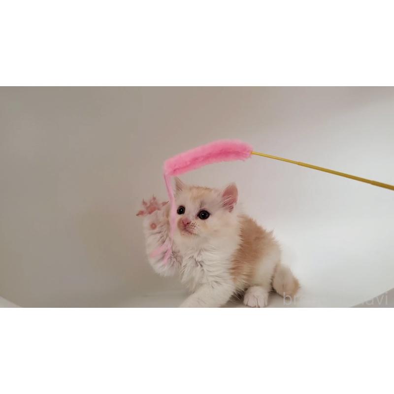 販売中の大阪府のミヌエット-130644の3枚目