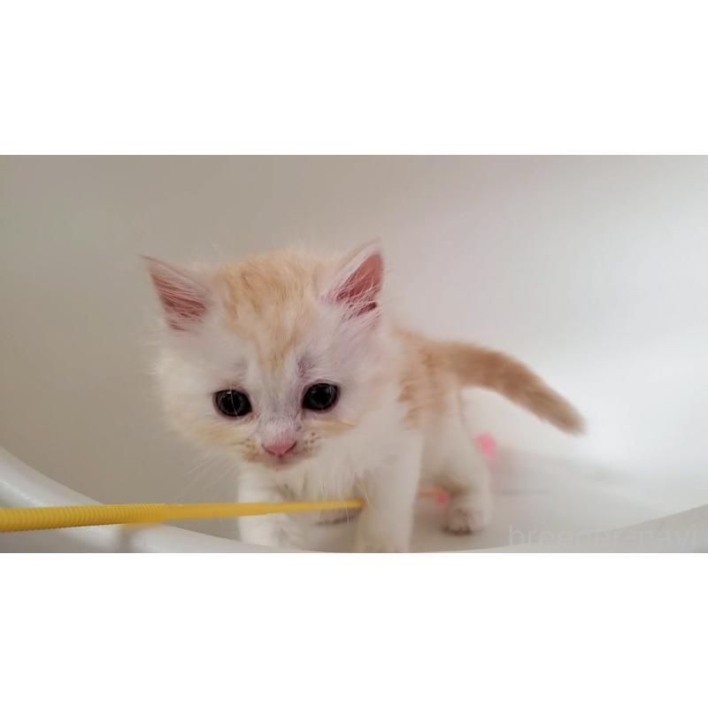 販売中の大阪府のミヌエット-130644の2枚目