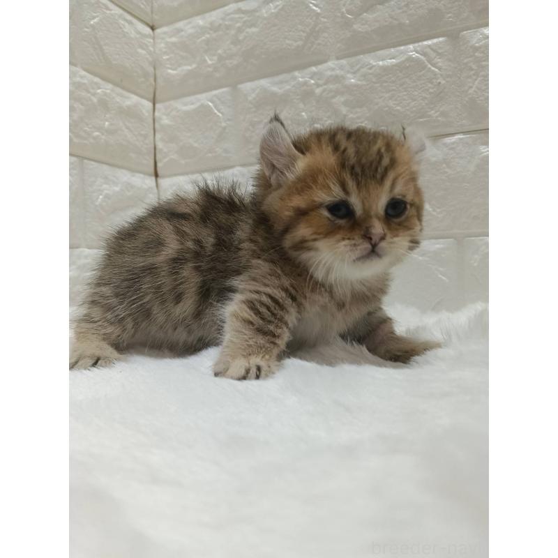 販売中の静岡県のキンカロー-130643の10枚目