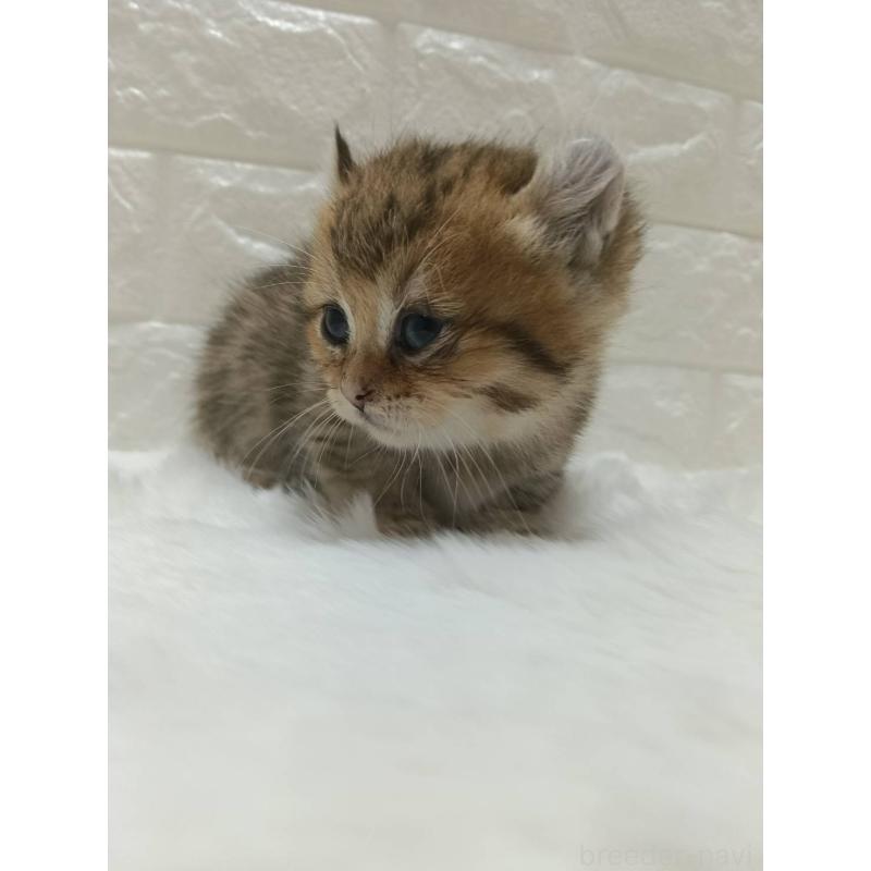 販売中の静岡県のキンカロー-130643の8枚目