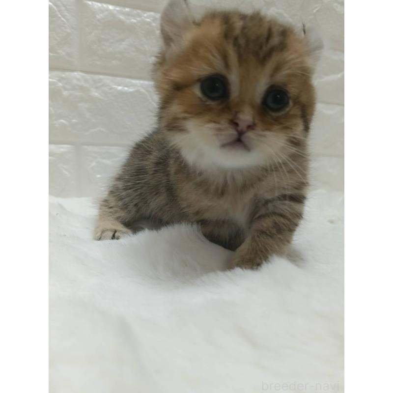 販売中の静岡県のキンカロー-130643の9枚目