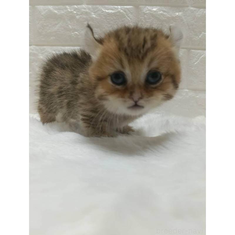 販売中の静岡県のキンカロー-130643の7枚目