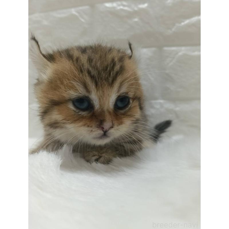 販売中の静岡県のキンカロー-130643の6枚目