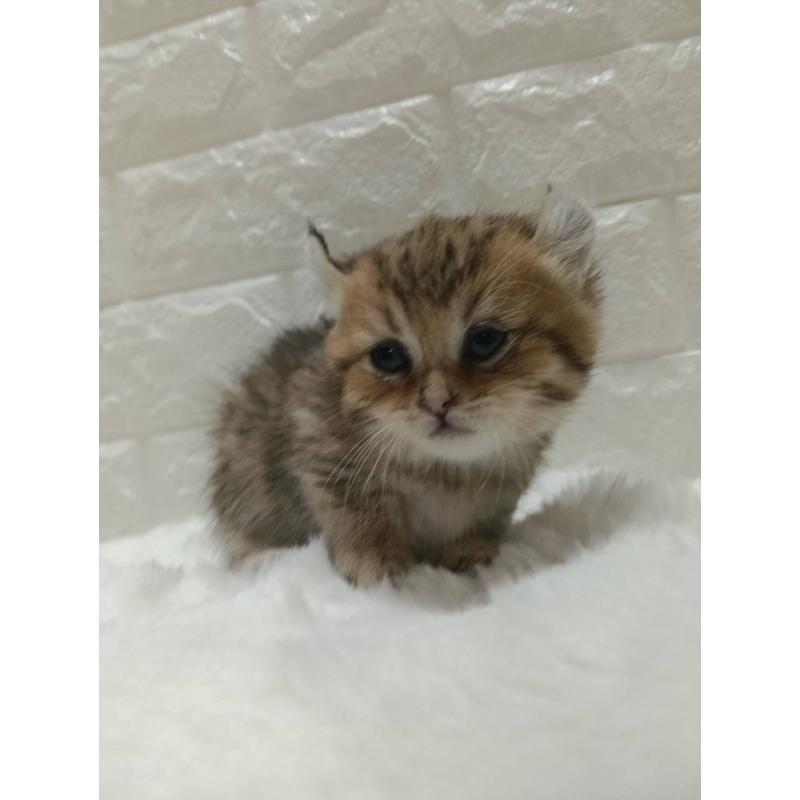 販売中の静岡県のキンカロー-130643の5枚目