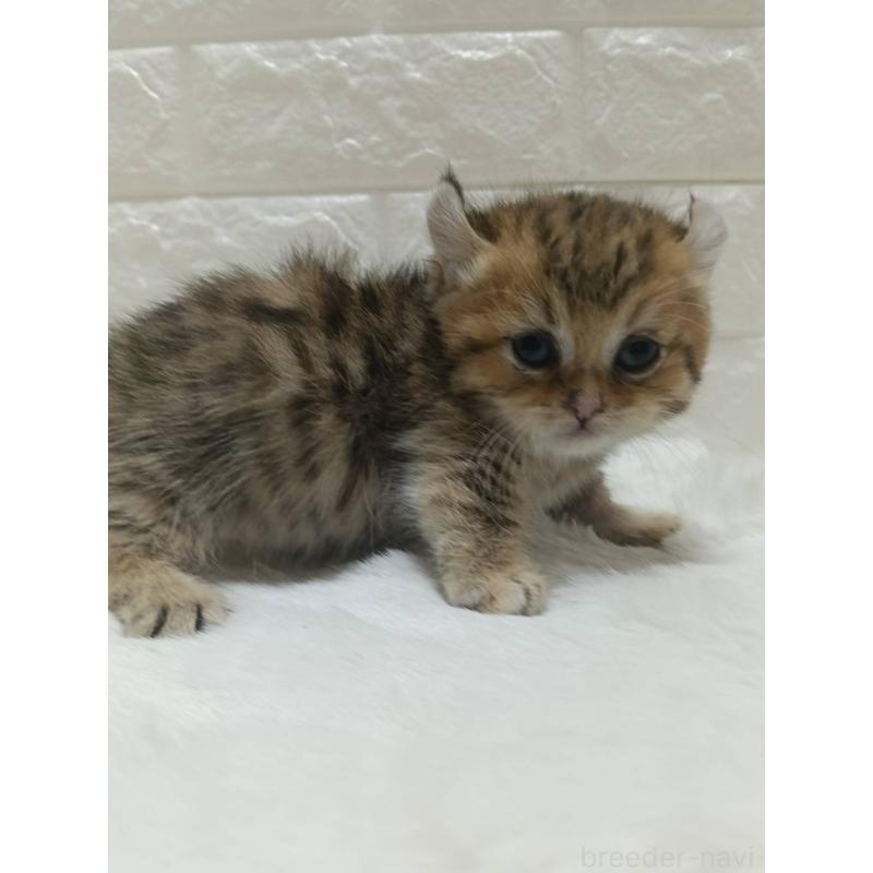 販売中の静岡県のキンカロー-130643の4枚目