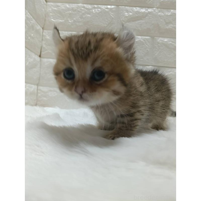 販売中の静岡県のキンカロー-130643の3枚目