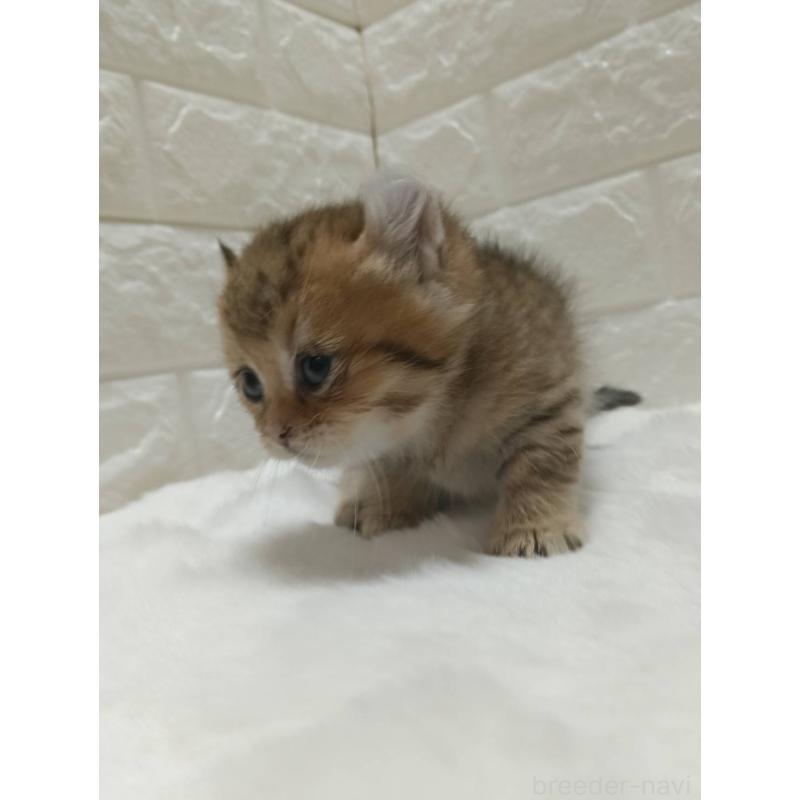 販売中の静岡県のキンカロー-130643の2枚目