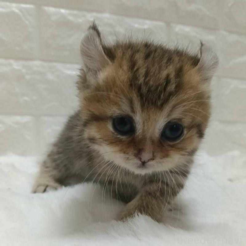 販売中の静岡県のキンカロー-130643