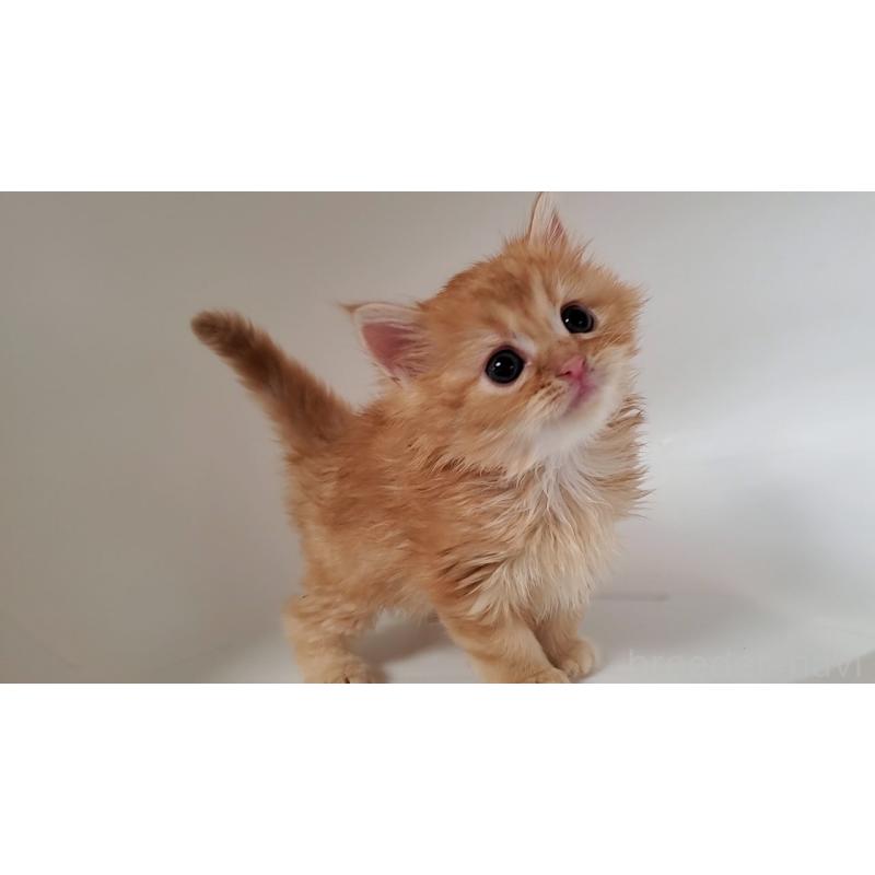 販売中の大阪府のミヌエット-130646の10枚目