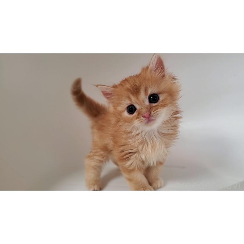 販売中の大阪府のミヌエット-130646の9枚目