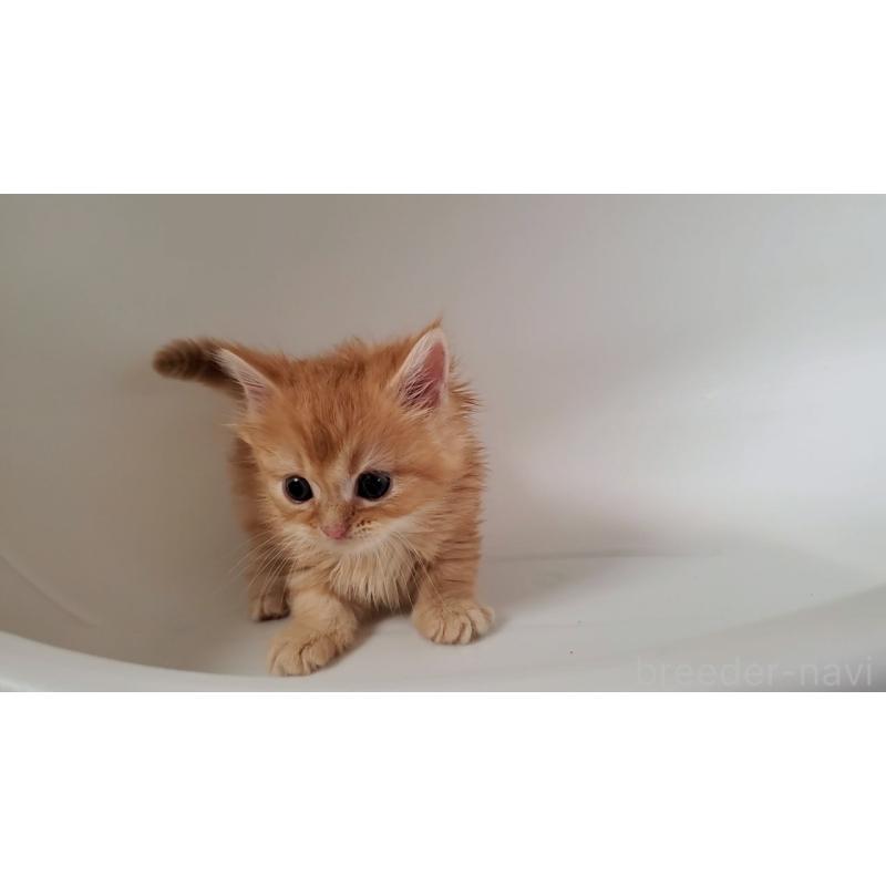 販売中の大阪府のミヌエット-130646の8枚目