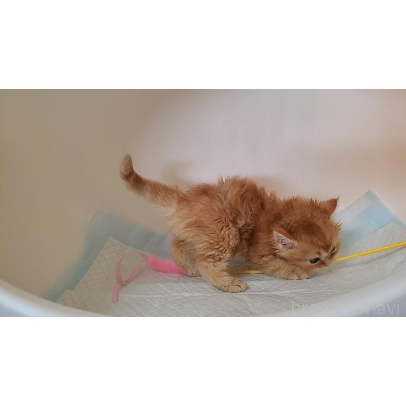 販売中の大阪府のミヌエット-130646の6枚目