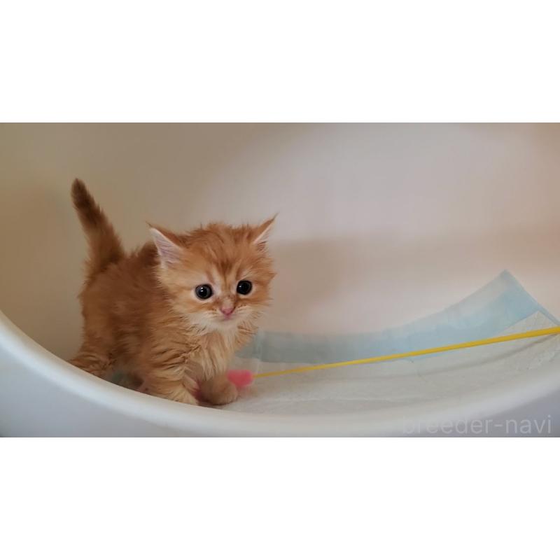 販売中の大阪府のミヌエット-130646の5枚目