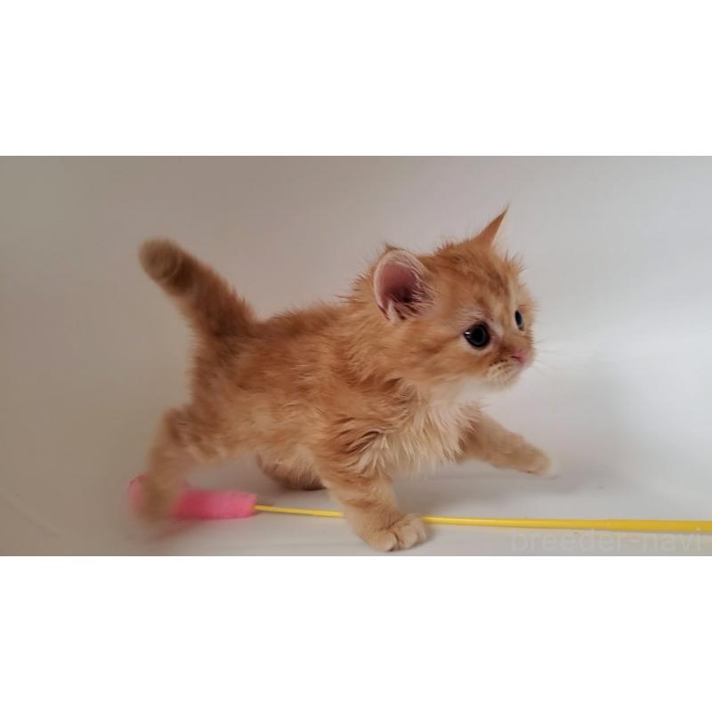 販売中の大阪府のミヌエット-130646の4枚目