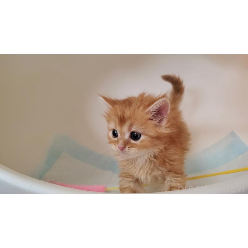 販売中の大阪府のミヌエット-130646の3枚目