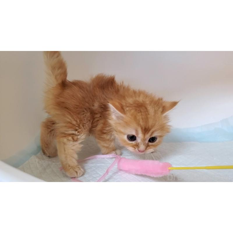 販売中の大阪府のミヌエット-130646の2枚目