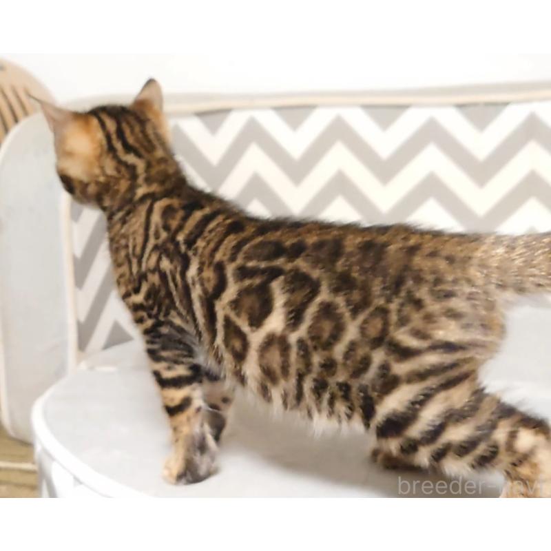 販売中の千葉県のベンガル-130647の10枚目