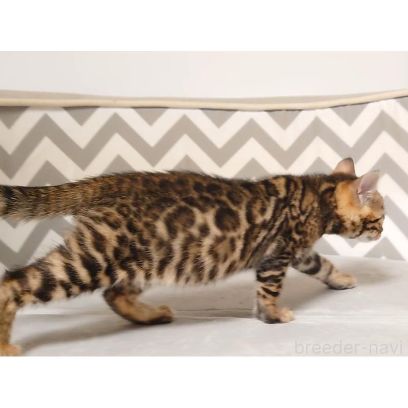 販売中の千葉県のベンガル-130647の9枚目