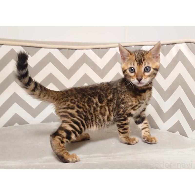 販売中の千葉県のベンガル-130647の8枚目