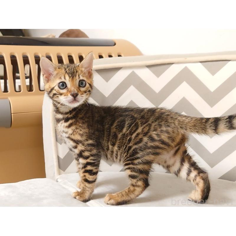 販売中の千葉県のベンガル-130647の7枚目