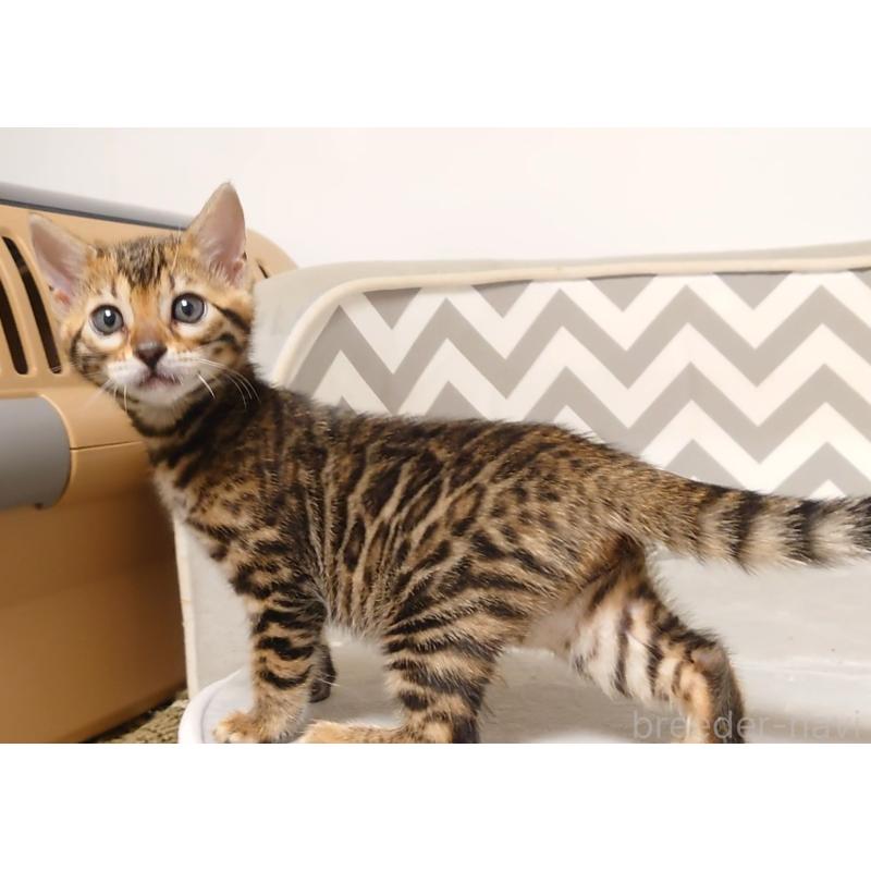 販売中の千葉県のベンガル-130647の6枚目