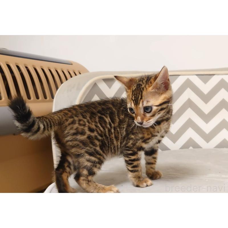 販売中の千葉県のベンガル-130647の5枚目