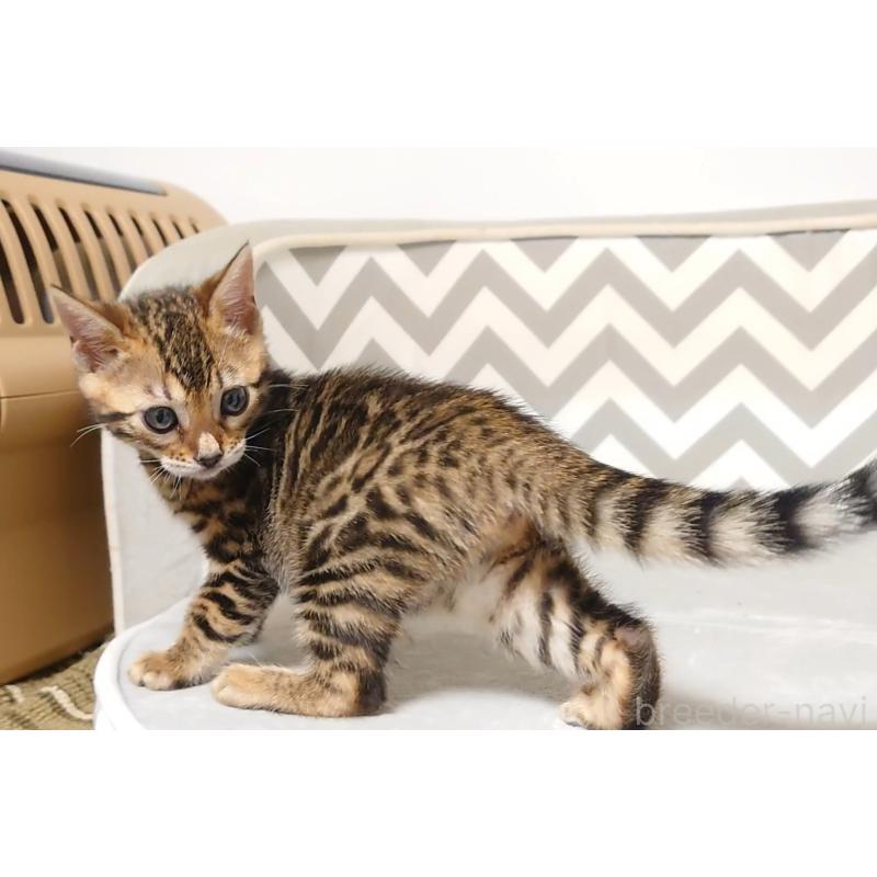 販売中の千葉県のベンガル-130647の4枚目