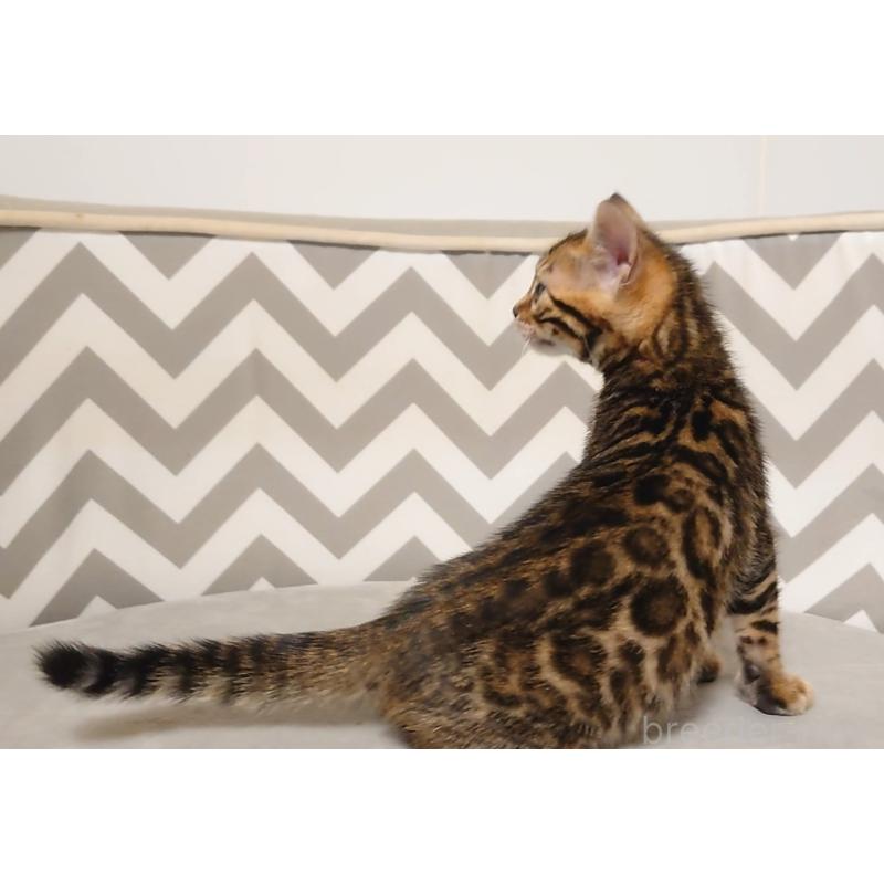 販売中の千葉県のベンガル-130647の3枚目