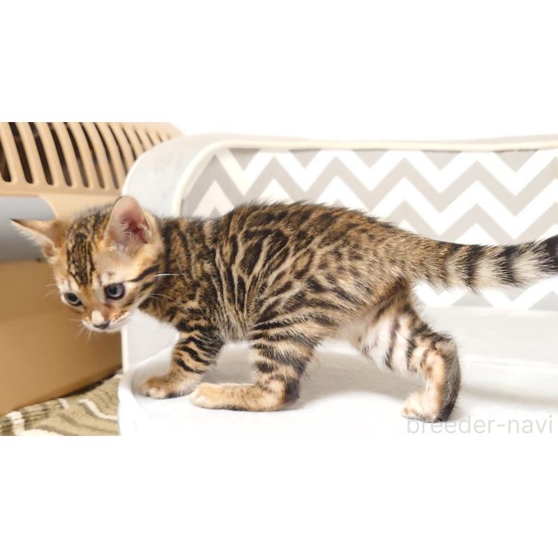 販売中の千葉県のベンガル-130647の2枚目