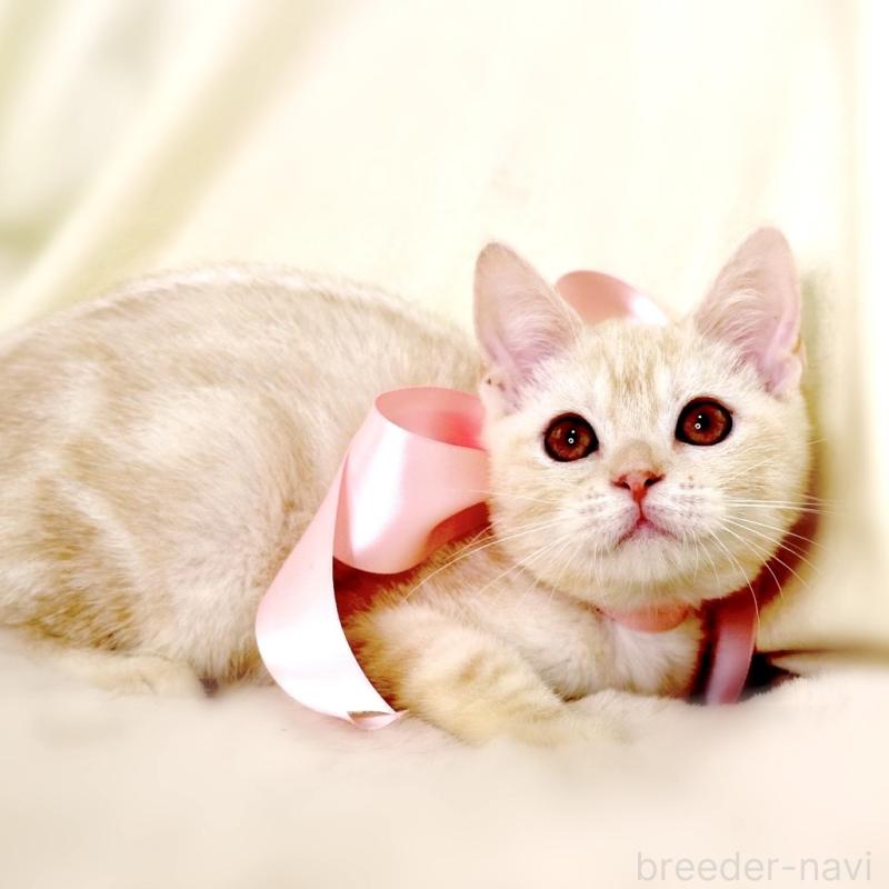 販売中の栃木県のマンチカン-130648