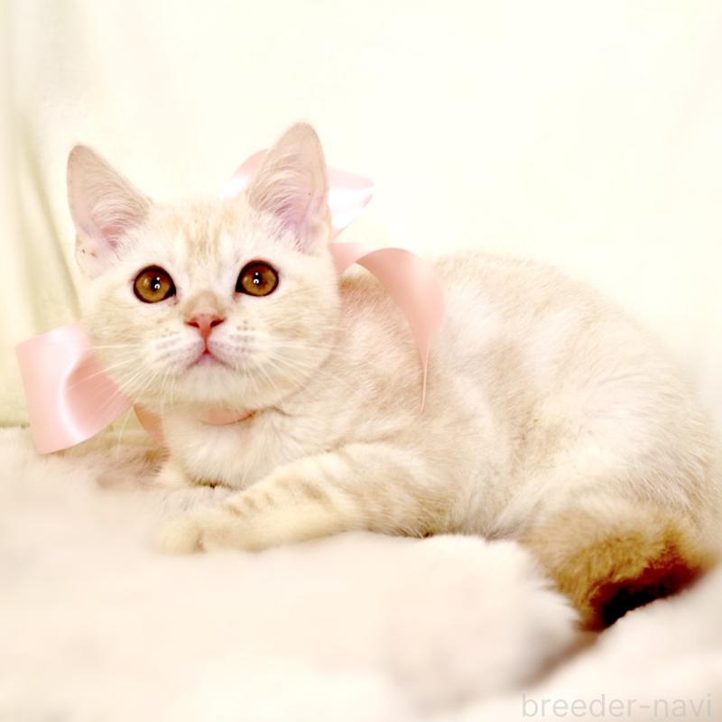 販売中の栃木県のマンチカン-130648の9枚目