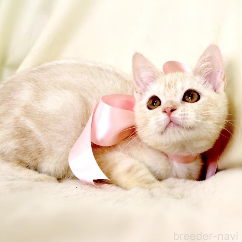 販売中の栃木県のマンチカン-130648の7枚目