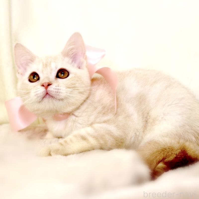 販売中の栃木県のマンチカン-130648の6枚目