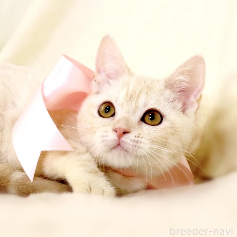 販売中の栃木県のマンチカン-130648の5枚目