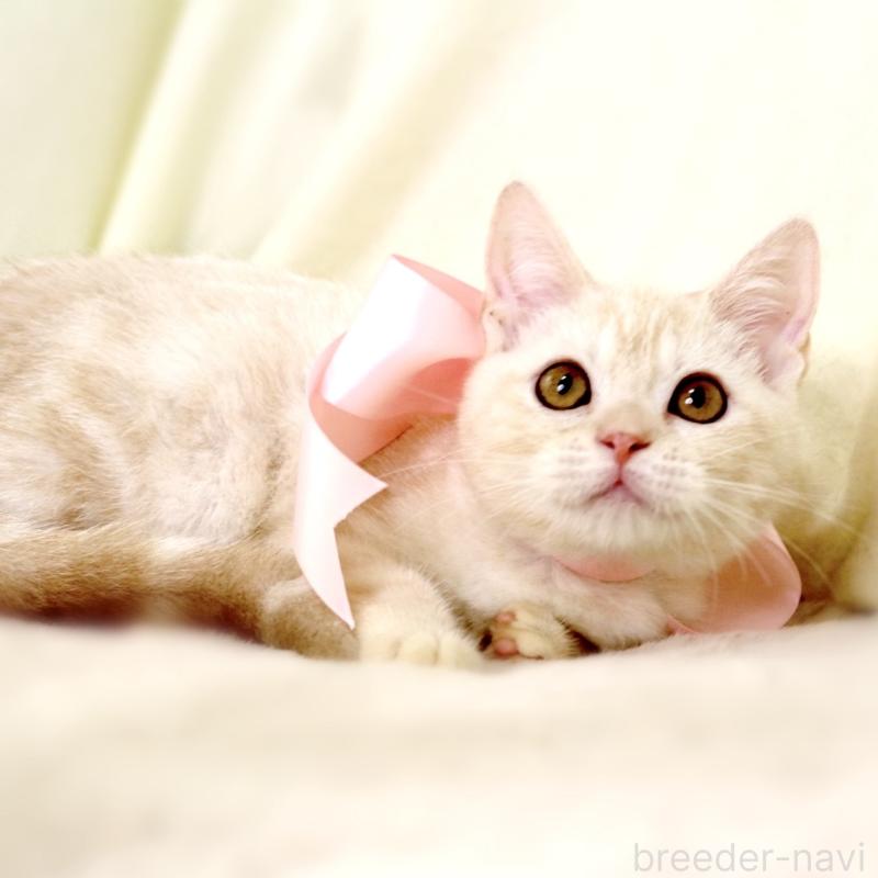 販売中の栃木県のマンチカン-130648の4枚目