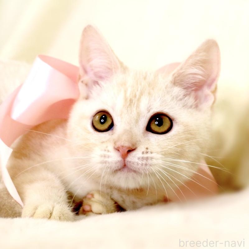 販売中の栃木県のマンチカン-130648の3枚目