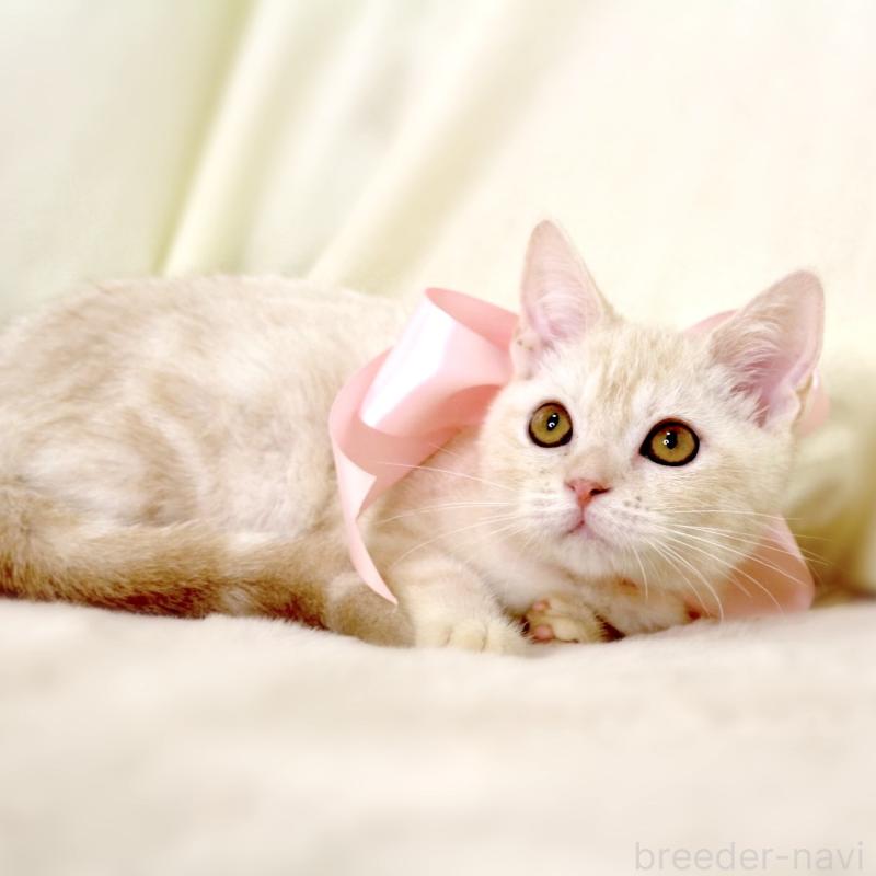 販売中の栃木県のマンチカン-130648の2枚目