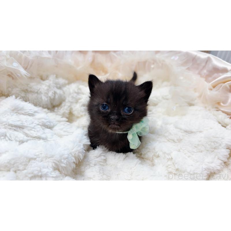 商談中の群馬県のマンチカン(短足)-130554の11枚目