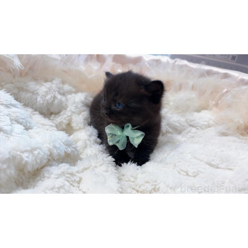 商談中の群馬県のマンチカン(短足)-130554の10枚目