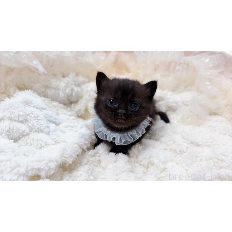 商談中の群馬県のマンチカン(短足)-130554の9枚目